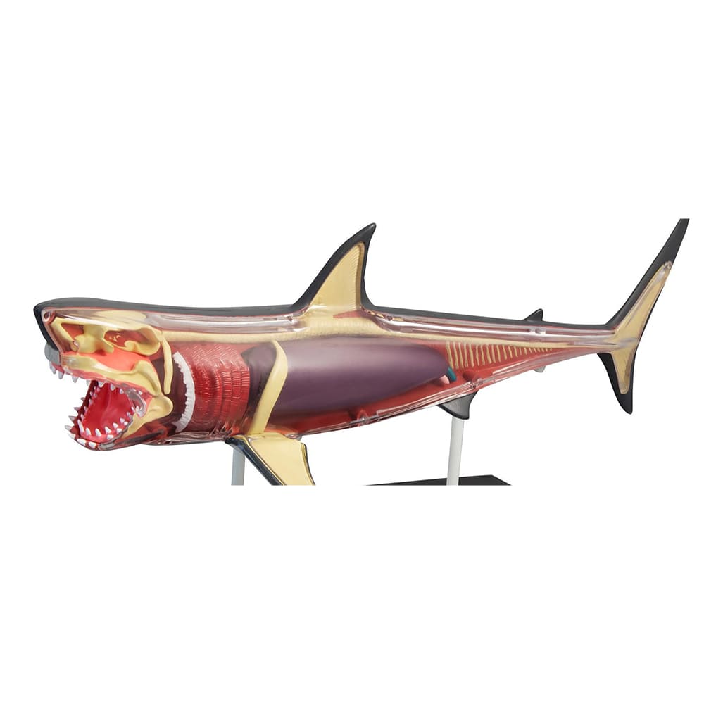 Discovery 4D Shark Anatomy Kit